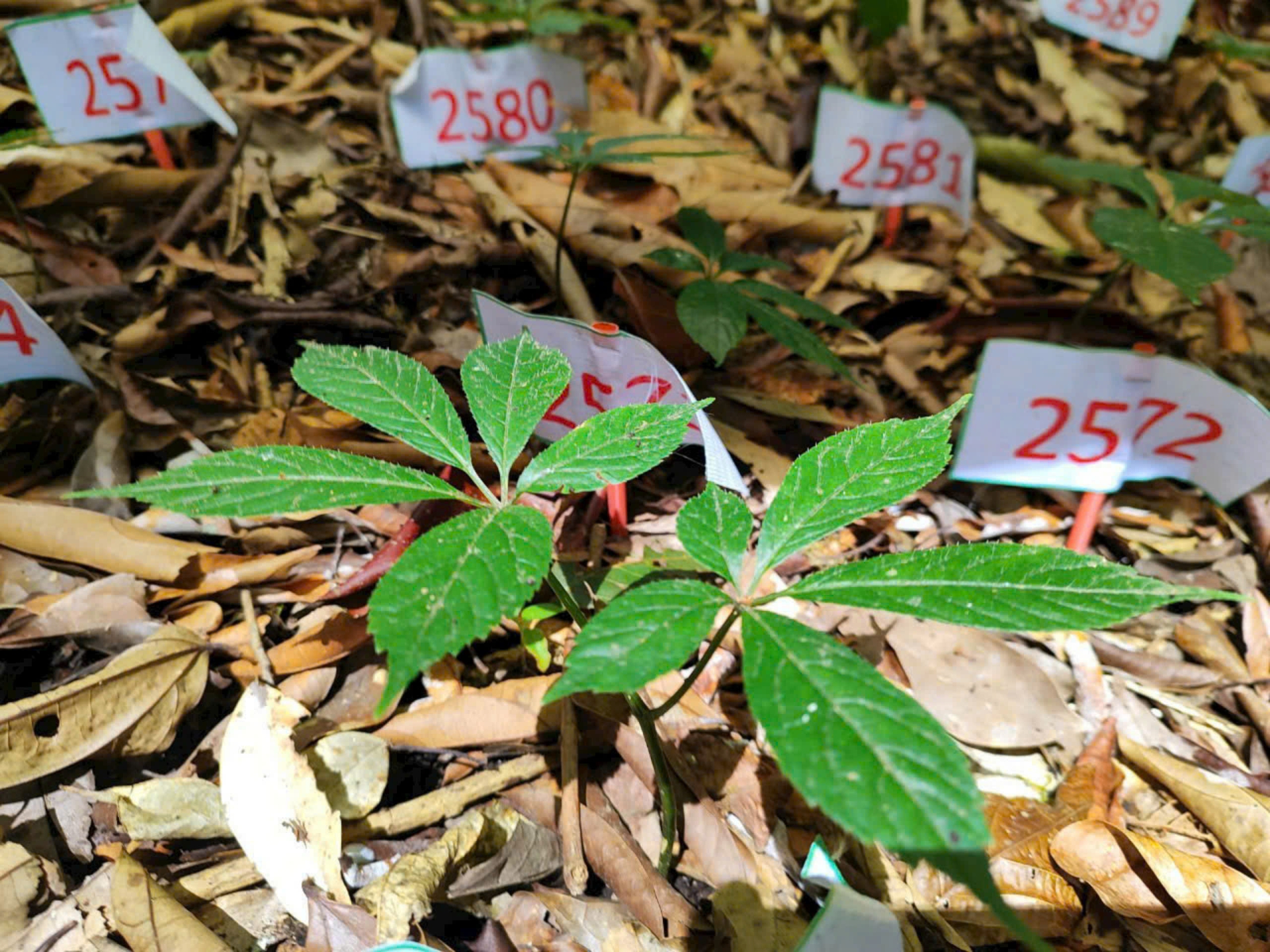 cách trồng sâm ngọc linh